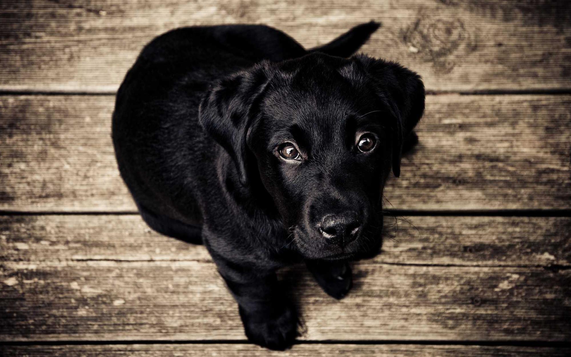 Dog staring at the camera