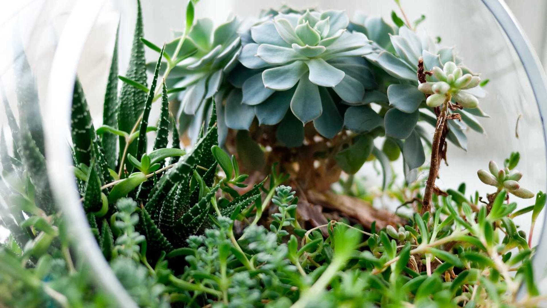 plant