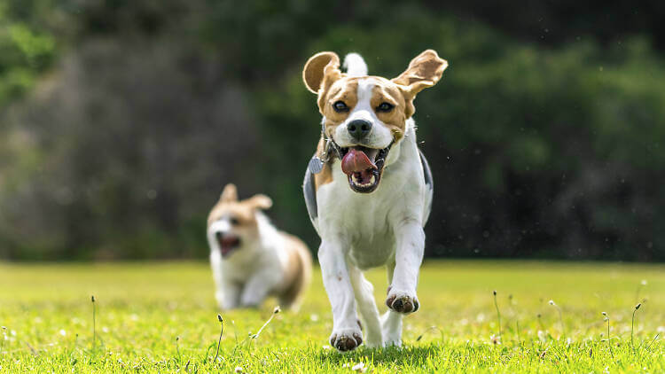 Dog