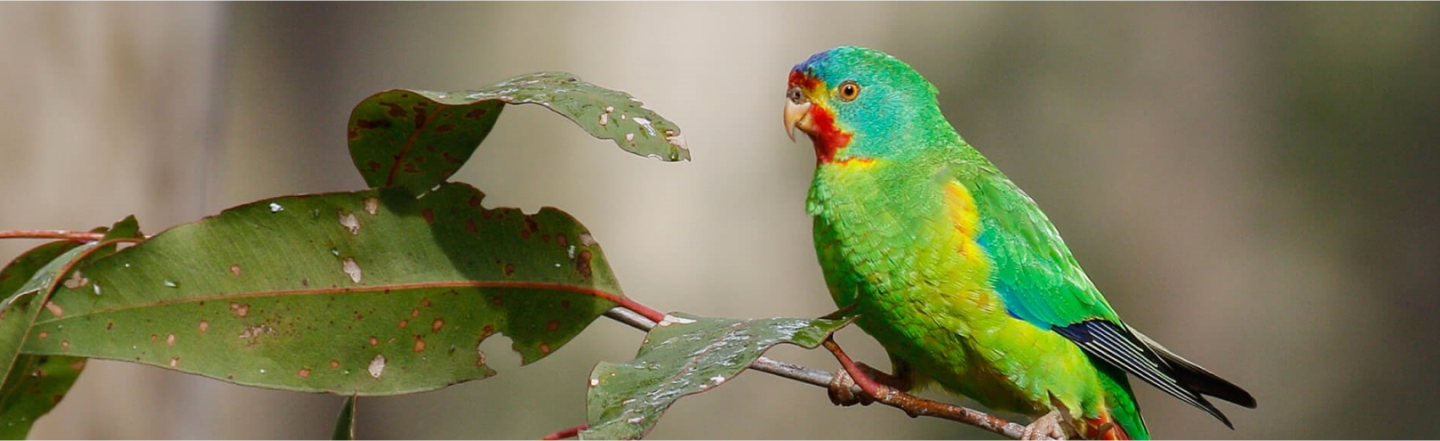 bird