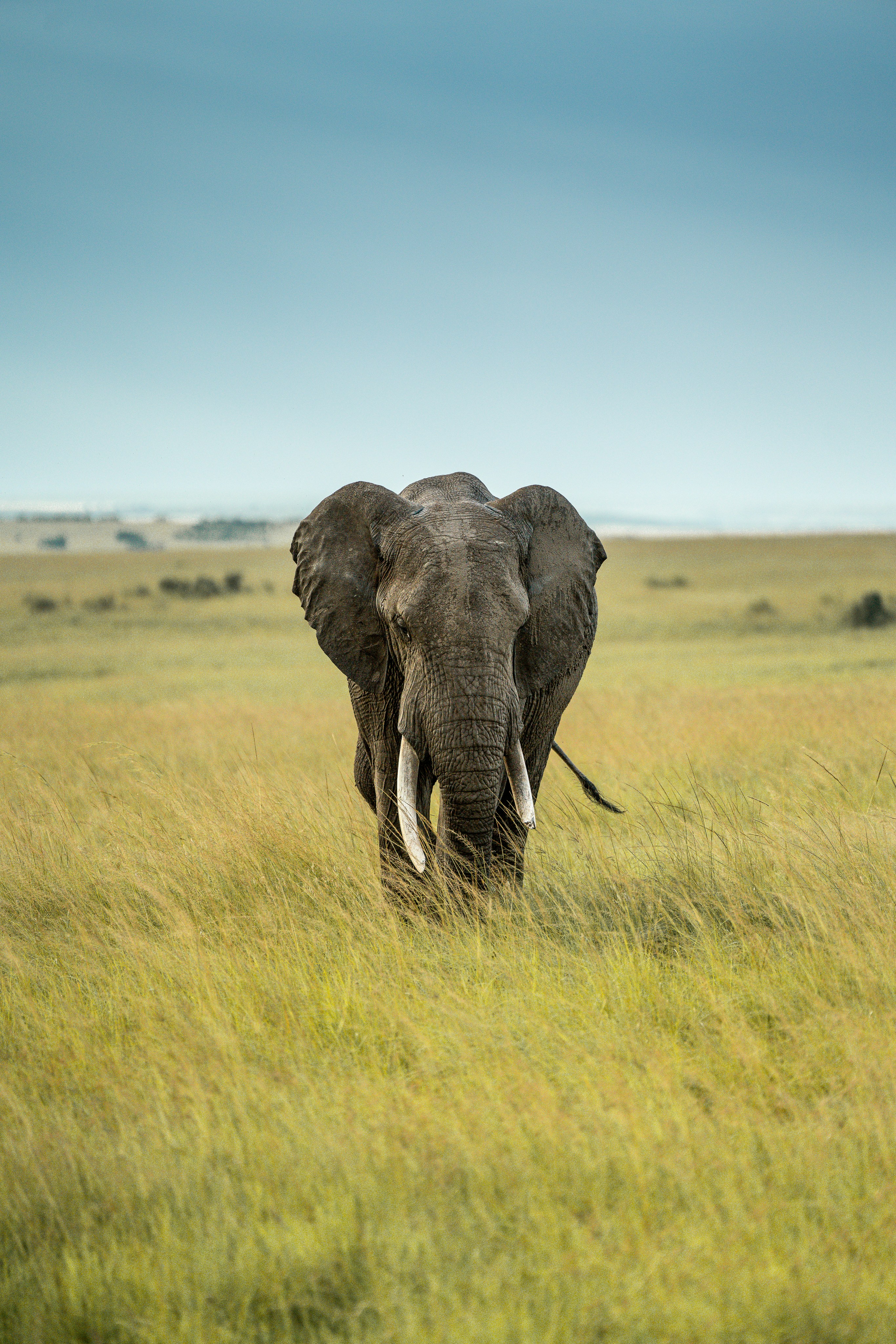 Elephant in grass