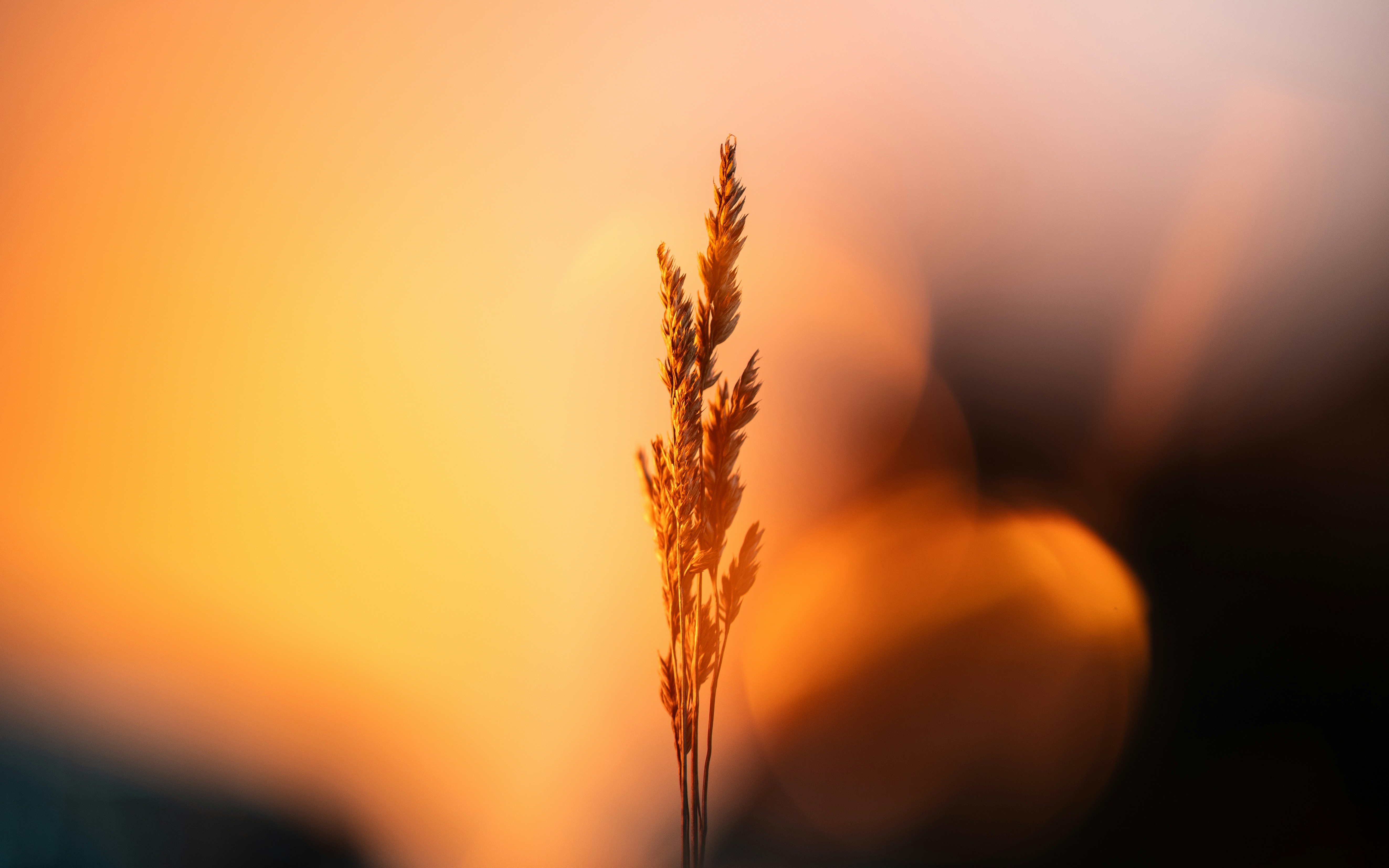 Plant Medicine
