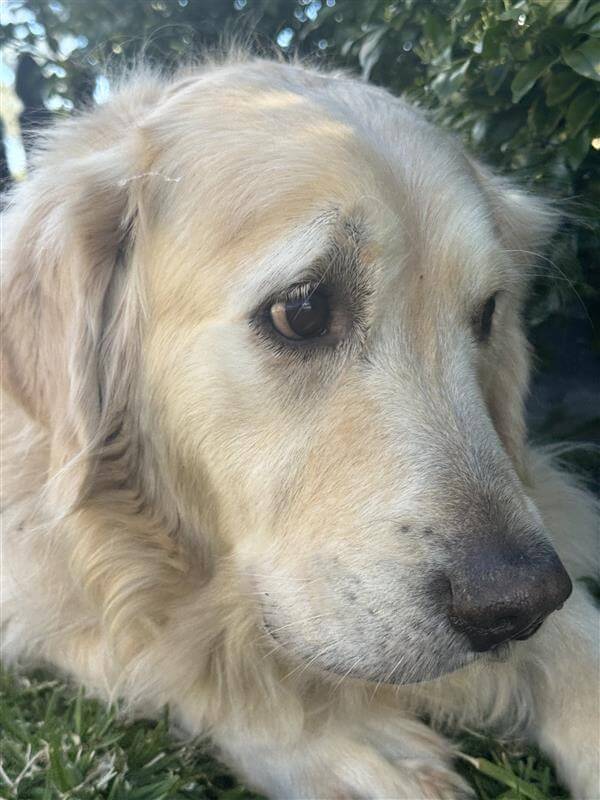 Golden puppy Alt TEXT